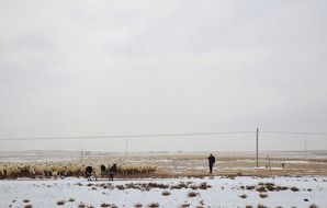 herding flock in winter