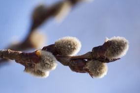 willow branch close up