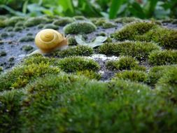 snail on a moss close-up