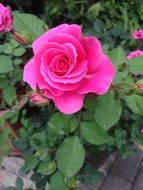 bright pink rose in a garden