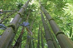 bamboo forest in hawaii, bottom view