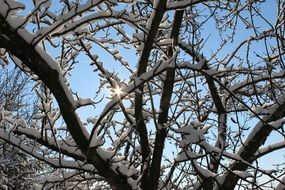 Snowy branches against sunlight