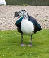 black white knob billed duck