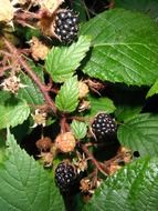 ripe blackberries