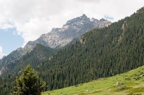 green trees at the foot of the mountain