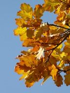 closeup photo of oak leaves against the sky