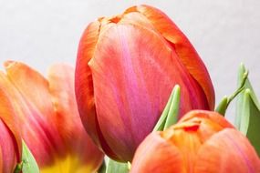 red tulip buds