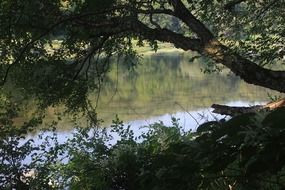 tilted tree above the river