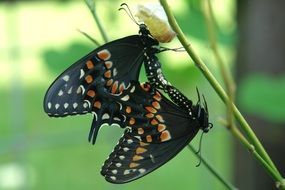mating butterflies, green background