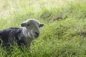 young sheep on green grass