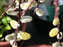 branches with flowers on a willow