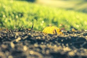 yellow leaves on the ground