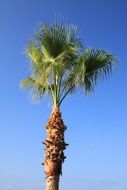 High coconut tree against the blue sky