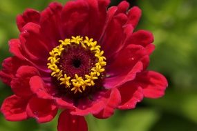 closeup of a red ornamental flower