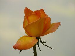 Rose on the stalk on a light background