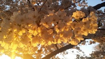 cherry blossoms in sun lights