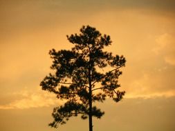silhouette of autumn tree against the background of cumulus clouds
