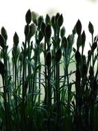 spring carnations in the greenhouse