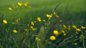 yellow small flowers among the grass