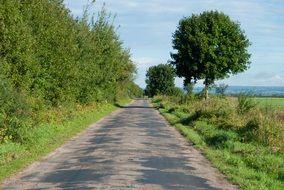 asphalt road near green trees