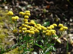 bright yellow flowers of tansy