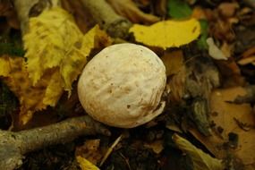 forest mushroom among the branches on the ground