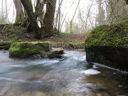 moss on the banks of a forest river