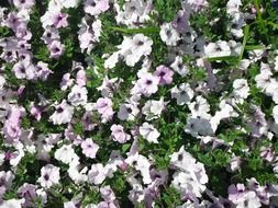 petunia flower