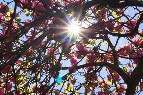 magnolia tree sun rays back light