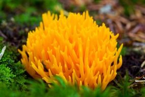 yellow wild mushroom closeup