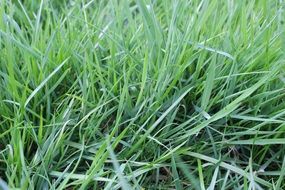 green blades of grass in the meadow