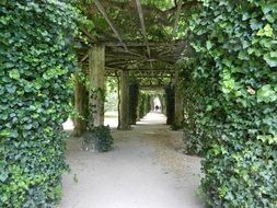 large gazebo in the shade of green plants