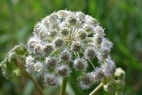 closeup picture of amazingly beautiful white flowers