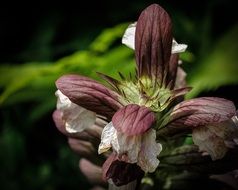 Bear's breeches, plant with unusual leaves close up