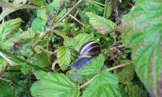 striped snail