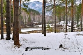 landscape picture of the snowy forest