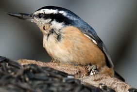 nuthatch bird in the wildlife