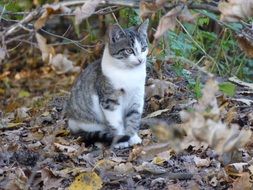 Cat in autumn forest