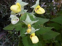 yellow lady slippers flower closeup