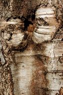 Dry brown and white tree bark