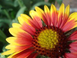 yellow red garden flower