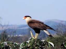 Crested Hawk in the mountains close up