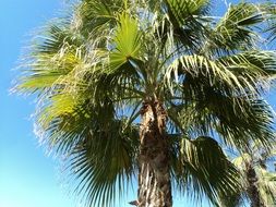 palm tree in Turkey