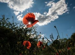 poppy flowers in sunny day