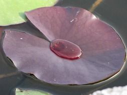 leaf of an aquatic plant