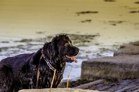 Beautiful, cute and colorful wet dog by the river