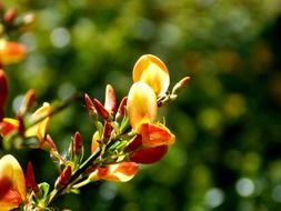 bush with bright orange flowers