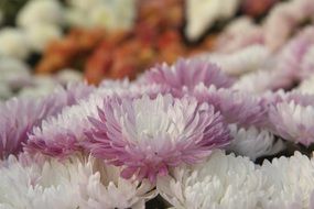purple white chrysanthemum flowers