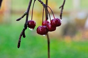 autumn cherry with water drops
