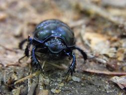 forest dung beetle is crawling on the ground